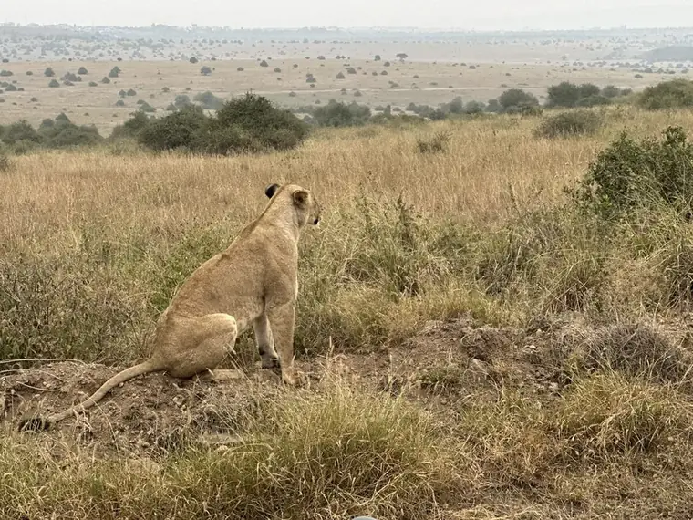 A lioness resting in the grass at Nairobi National Park